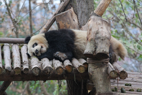 Xiao Ya, a panda that recently contracted an eye disease, rests at Chengdu Research Base of Giant Panda Breeding in Sichuan province on Thursday. (Photo by HU DATIAN/FOR CHINA DAILY)