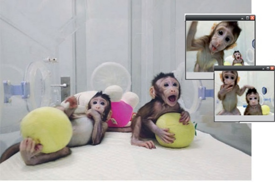 Zhongzhong and Huahua, the world's first cloned monkeys using somatic cells, play in their chamber at the Chinese Academy of Sciences Institute of Neurosciences in Shanghai. (Photo provided to China Daily)