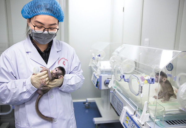It's feeding time for two cloned monkeys, Zhong Zhong and Hua Hua, at the nonhuman primate research facility at the Chinese Academy of Sciences' Institute of Neuroscience in Suzhou, Jiangsu province, on Monday. Scientists there on Thursday said they successfully cloned the two with a method similar to that used to create Dolly, the sheep cloned in Scotland in 1996. (JIN LIWANG / XINHUA)
