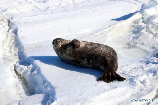 Photo taken on Dec. 7, 2017 shows a seal at Inexpressible Island in Terra Nova Bay of the Ross Sea in Antarctica. /Xinhua Photo