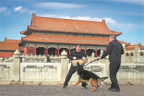 Chang Fumao (left) and Zhang Yu, members of the Palace Museum's canine patrol squad, train a guard dog at the museum in Beijing on a recent Monday, when it was closed to public visitors. (Wang Kaihao/China Daily)