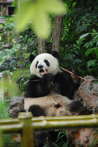 Chengdu will have a new park based on the giant panda, according to a cooperation framework agreement signed at the Great Hall of the People in Beijing recently. (Photo provided to China Daily)