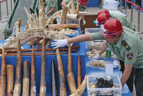 China destroys elephant ivory and ornaments seized over the years. (Photo by Wang Jing/For China Daily)