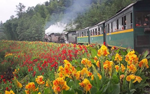The Jiayang small train passes through blooming flowers. /Courtesy of Zhang Xiang
