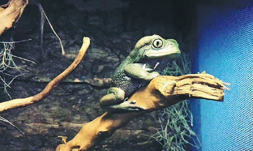 A Pacman frog sits on a branch in a tank in Li Shu's farm in Chongqing. (Photo/China Daily)