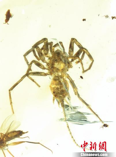 A species of spider with a long tail is found in amber at least 100 million years old. (Photo provided to China News Service)