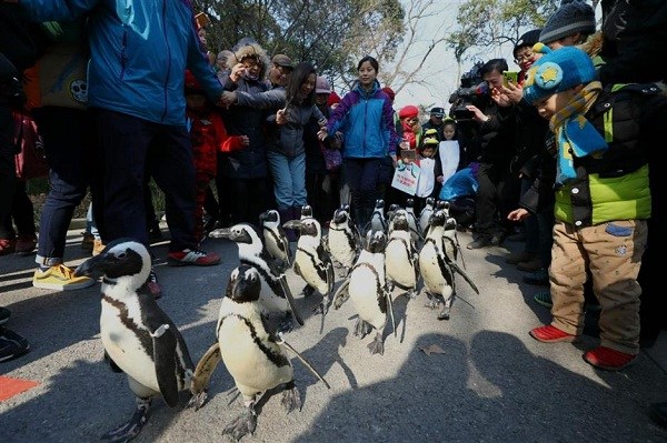 A group of penguins takes a stroll at Shanghai Zoo on Monday. (Jiang Xiaowei/SHINE)