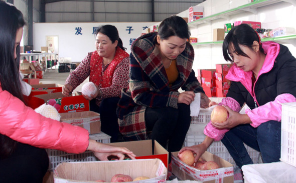 Niu Qinghua (center) and her employees pack apples, which will be sold across the country. (Photo provided to China Daily)