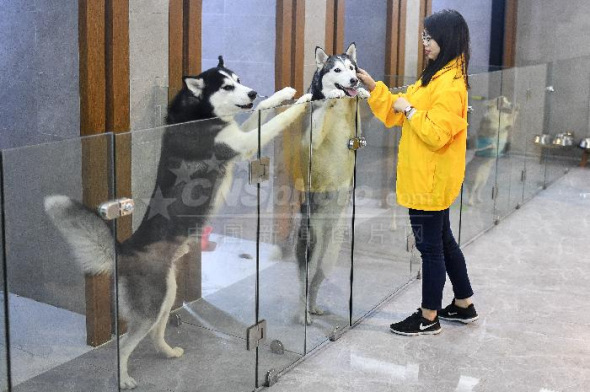 An employee of a pet hotel takes care of dogs in Guangzhou, Guangdong province, on Friday. (Photo by Chen Jimin/China News Service)