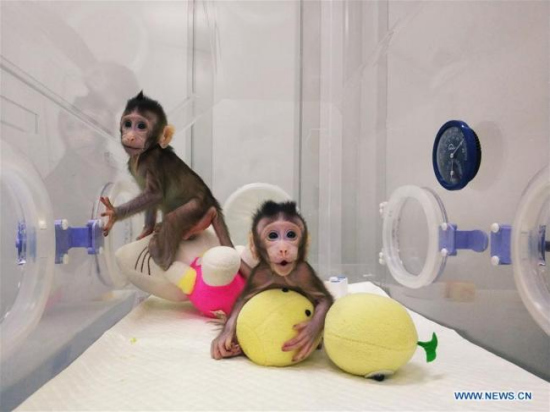 File photo provided by the Chinese Academy of Sciences shows two cloned macaques named Zhong Zhong and Hua Hua. [Photo: Xinhua]