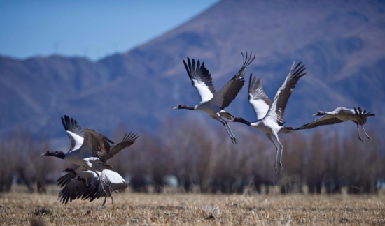 Black-necked cranes seen near Nyangqu River in Xigaze, Southwest China's Tibet autonomous region on Jan. 19, 2018. Due to their scarcity, black-necked cranes are now under first-grade state protection. Tibet has become the world's largest winter habitat for this bird species and now visitors can spot these elegant creatures bathing in warm sunlight near the Nyangqu river valley. (Photo/Xinhua)