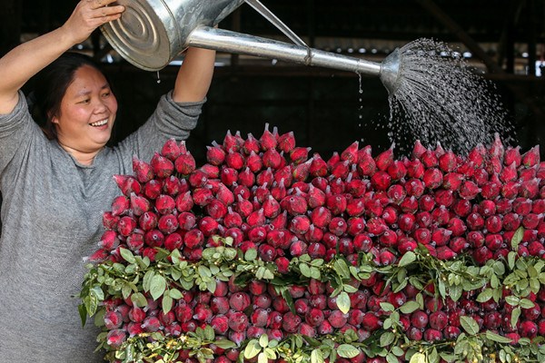 A flower grower at Datian village in Guangzhou, Guangdong province, waters roses on sale in her shop. (Photo provided to China Daily)