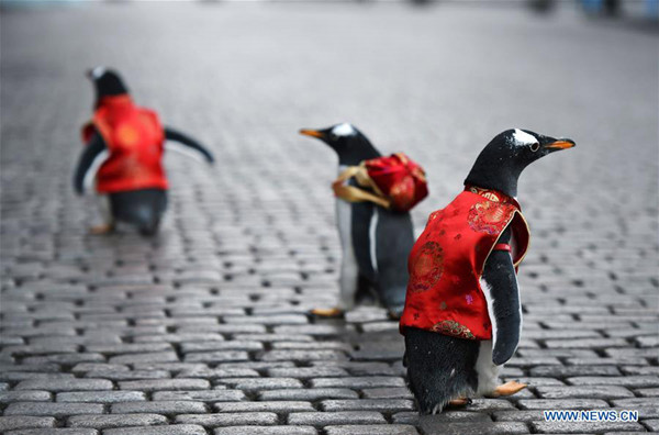 Penguins in Tang suit from Harbin Polarland walk on the Harbin Central Street, Northeast China's Heilongjiang province, Feb 10, 2018. (Photo/Xinhua)