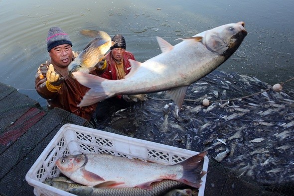 Fishermen harvest near the Yellow River in Dongying, Shandong province, in January last year. The river flows into the Bohai Sea at the city. (Zhou Guangxue/China News Service)