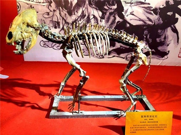 A dog skeleton is on display at the Heilongjiang Provincial Museum in Harbin, Heilongjiang province. [Photo provided to chinadaily.com.cn]