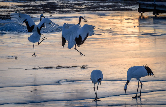 Large numbers of red-crowned cranes visit the reserve every year. (Provided To China Daily)