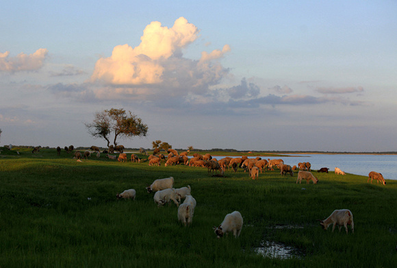 Sheep graze at the nature reserve, damaging the local ecosystem. (Zhang Jingfeng/for China Daily)