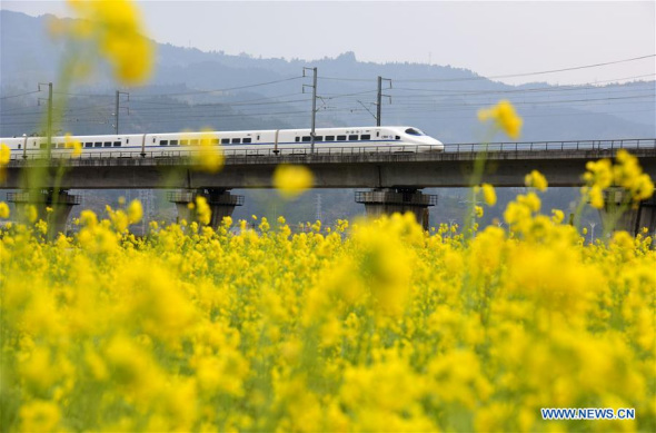 A bullet train is seen above the field of cole flowers in Zhaikou village of Rongjiang county, Southwest China's Guizhou province, Feb 3, 2018. (Photo/Xinhua)