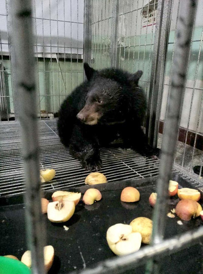 A rescued Asian black bear adjusts to at an animal rehabilitation center in Heilongjiang province earlier this month. (Photo provided to China Daily)