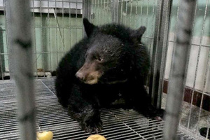 Protected bear to share living quarters with giant pandas
