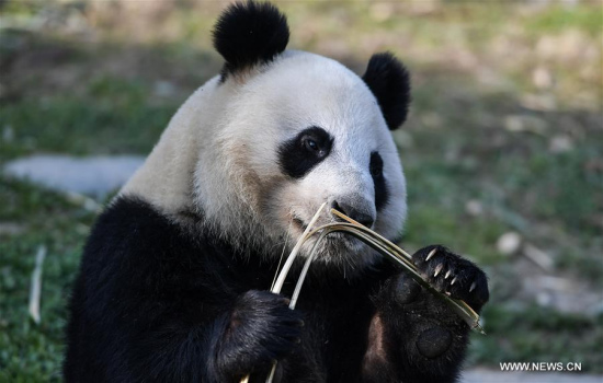 Photo taken on Jan. 16 shows a female giant panda named Jin Bao Bao (Lumi), at the Dujiangyan base of the China conservation and research center for the giant pandas, in Dujiangyan city of southwest China's Sichuan province. (Xinhua/Xue Yubin)