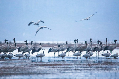 The black-necked cranes, which were listed as first-class protective birds, arrive at Weining Grass scenic spot to spend the winter. (Photo/China Daily)