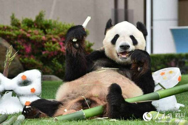 Panda awarded Japan's animal grand prize