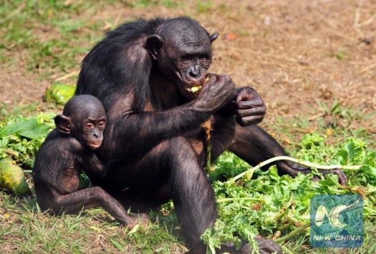 A bonobo eats food in Lola ya Bonobo in the suburbs of Kinshasa, capital of the Democratic Republic of Congo (DR Congo), Aug. 23, 2010. (Xinhua/Liu Chan)