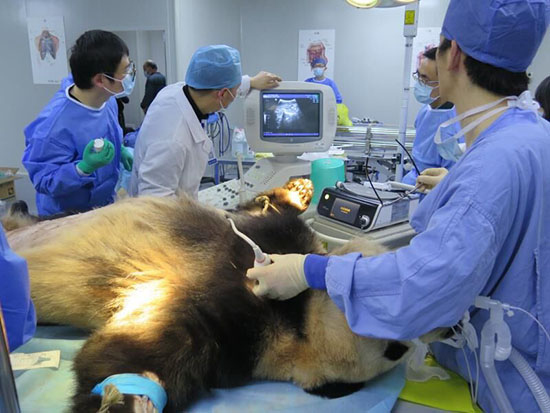 The four-year-old male panda, Cheng Jiu, is under an operation in east China's Zhejiang Province. [Photo: Provided by Hangzhou Zoo]