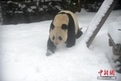 Chinese bank to fund poverty alleviation in giant panda national park