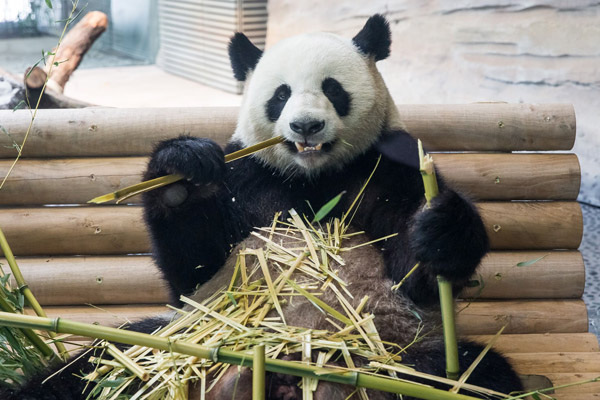 Sichuan secures 10 bln yuan for huge panda park