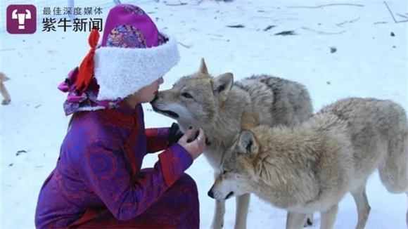 Yang Wenjing keeps a close relationship with wolves. (Photo/Yangtse Evening News)