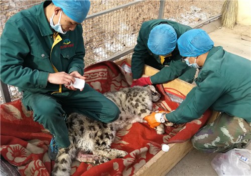 Veterinarians from Xining Wildlife Park tend to an injured snow leopard in Xining, Qinghai Province, in late November. (PROVIDED TO CHINA DAILY)