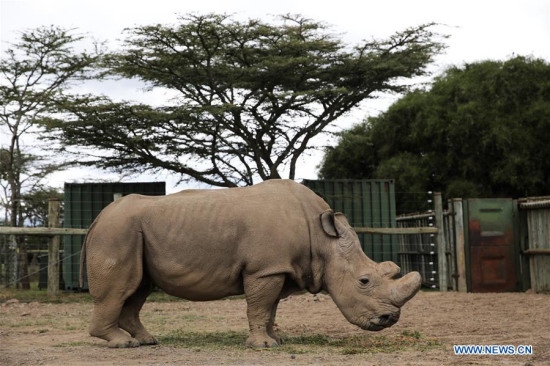 Photo taken on April 28, 2016 shows Sudan, the last male northern white rhino in the world, at Ol Pejeta Conservancy in Nanyuki, Kenya. (Xinhua/Pan Siwei)