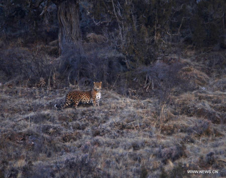 Photo taken on Feb. 20, 2018 shows a rare species of leopard in the Lancangjiang park, northwest China's Qinghai Province. (Xinhua/Kungkyap Chophun)