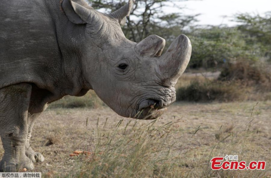 File photo: The last surviving male northern white rhino named Sudan is seen at the Ol Pejeta Conservancy in Laikipia, Kenya June 18, 2017. (Photo/Agencies) 