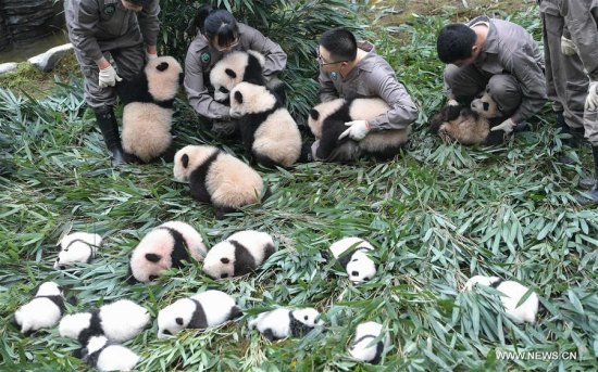 Giant panda cubs are seen at the Ya'an Bifengxia base of the China Conservation and Research Center for the Giant Panda in Ya'an City, southwest China's Sichuan Province, Oct. 13, 2017. (Xinhua/Xue Yubin)