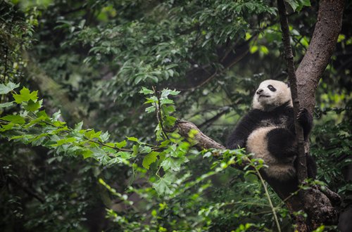 A panda looks into the distance at the Chengdu Research Base of Giant Panda Breeding. (Photo: Li Hao/GT)