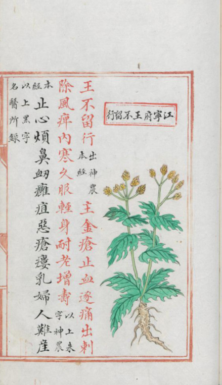 From The Concise Herbal Foundation Compilation Ming Dynasty (1368-1644) Compiled by Liu Wentai et al. Illustrated by Wang Shichang et al.  (Photo provided to China Daily)