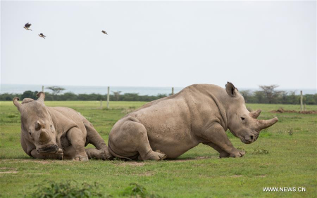 Kenya holds memorial service to honor late male northern white rhino