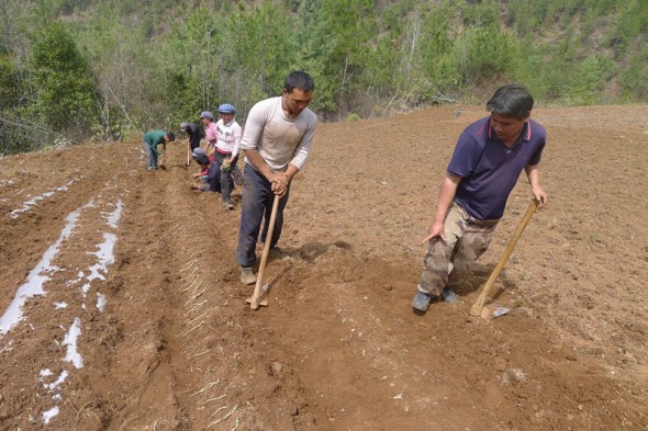 He Zhengguo (right), Party secretary of Tongle village, Yunnan province, works in the field with local farmers. (Photo: China Daily/Si Wenzhi)