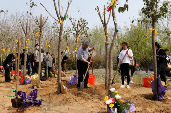 People plant evergreen trees to cover ashes in Fu Shou Yuan Cemetery in Zhengzhou, Henan province. (Photo: China Daily/Wang Zhuangfei)