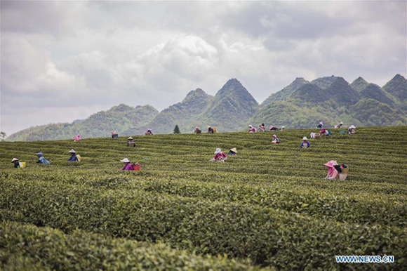 People pick tea leaves in Shuangpu Town of Anshun City, southwest China's Guizhou Province, March 30, 2018. (Xinhua/Chen Xi)