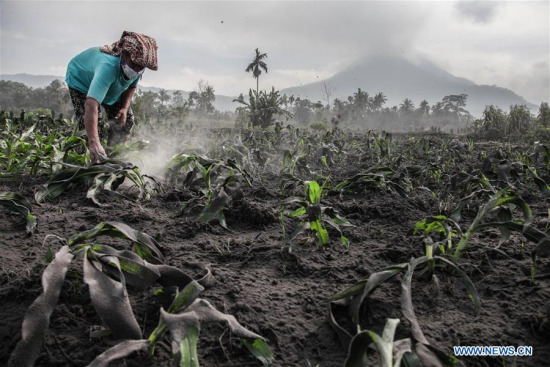 A woman cleans dust covering some vegetables after Mount Sinabung volcano spewed volcanic ash on Friday in Karo, North Sumatera, Indonesia, on April 7, 2018.[Photo/Xinhua]