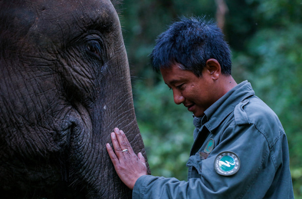 Former soldier Yan Hanlu strokes a wild elephant he used to take care of in the Xishuangbanna Dai autonomous prefecture in Southwest China's Yunnan province. (Photo for China Daily/Cheng Xueli)