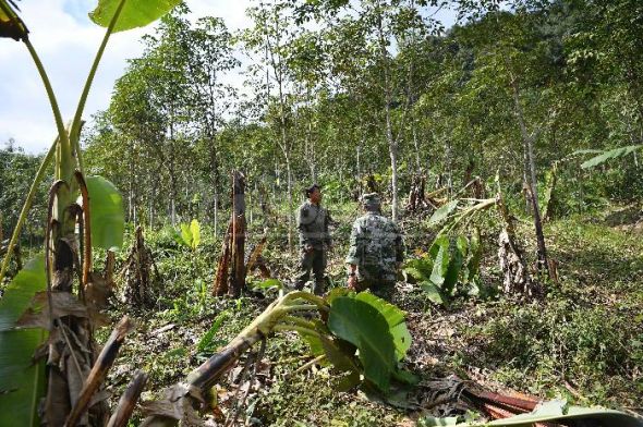 Staff workers of the Xishuangbanna Natural Reserve check the ruined banana trees. (Photo for China Daily/Chen Xueli)