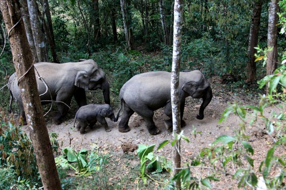 Two adult elephants accompany a calf in the Xishuangbanna Natural Reserve's Mengyang section in Yunnan province. (Photo for China Daily/Li Yunsheng)