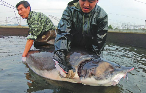 卡卢加女王千岛湖渔场养殖白鲸。 （高尔强/中国日报摄）