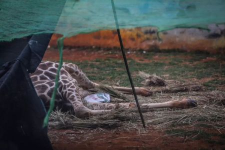Giraffe dies at China zoo after getting stuck in dead tree