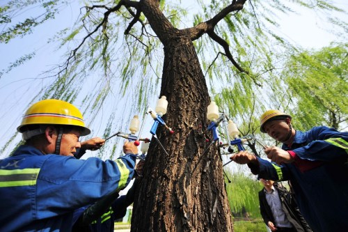 Workers inject chemicals into a willow to limit catkin production in Beijing's Xicheng district on Tuesday. (YUAN YI/FOR CHINA DAILY)